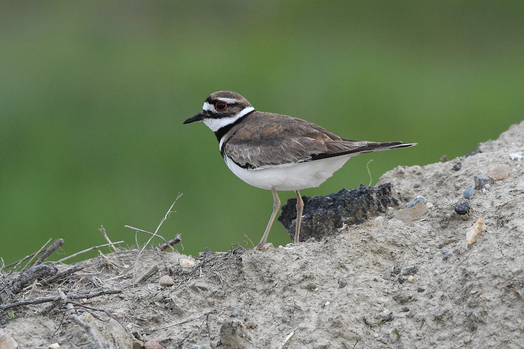 Killdeer, 2018-05173890  Parker River NWR, MA.JPG - Killdeer. Parker River Wildlife Sanctuary, MA, 5-17-2018